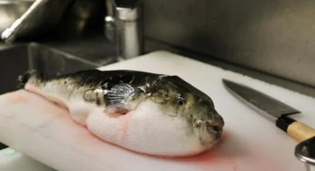El pez globo es un animal con gran cantidad de toxinas. Foto: referencial/Antena 3   