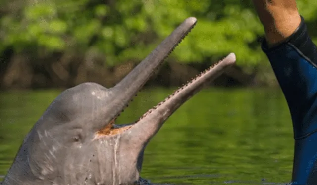  El delfín de río es una de las especies que habita el Amazonas. Foto: National Geographic/Kevin Shafer   