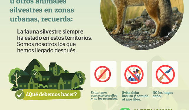 Recomendaciones de Serfor a la población expuesta al contacto con zorros andinos. Foto: Serfor/Twitter   