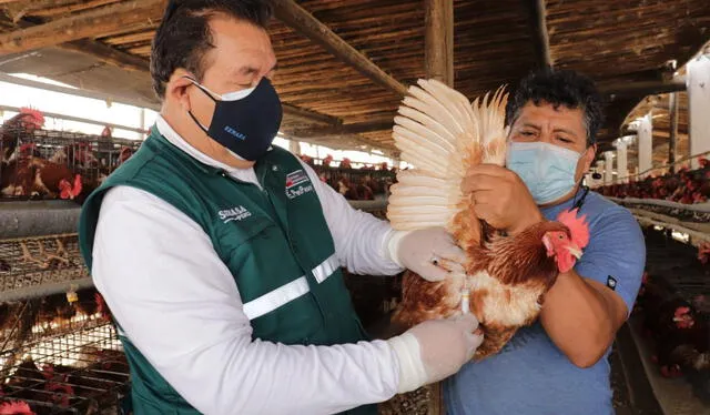 El Senasa es la institución encargada de prevenir focos de infección de la enfermedad en las granjas avícolas. Foto: archivo La República   