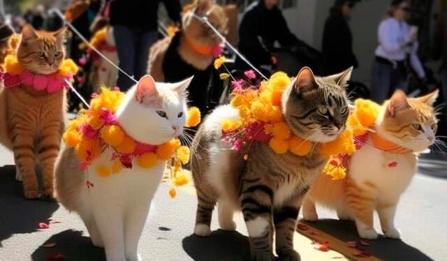 Gatitos de diferentes colores en pleno desfile en Ámsterdam. Foto: Twitter    