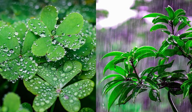 Las plantas que crean mecanismos de defensa suelen compartir mediante el aire sustancias químicas a sus vecinos. Foto: composición LR/Freepik   