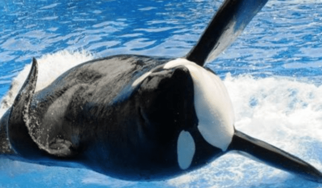 Muerte de la orca Tilikum