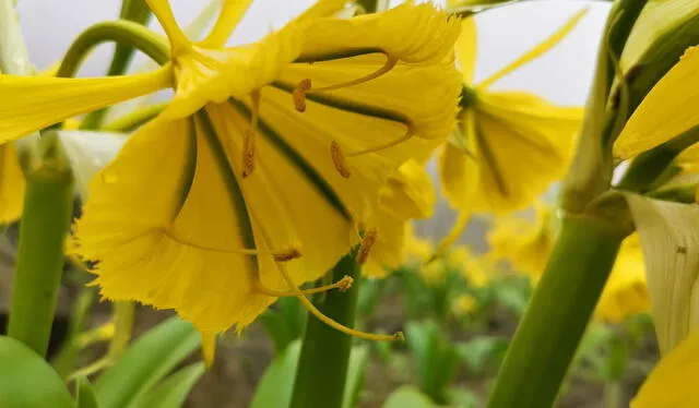  En las lomas de Amancaes hay gran diversidad de flora, como la presencia de la flor de Amancaes, representativa de Lima. Foto: Andina / Difusión   