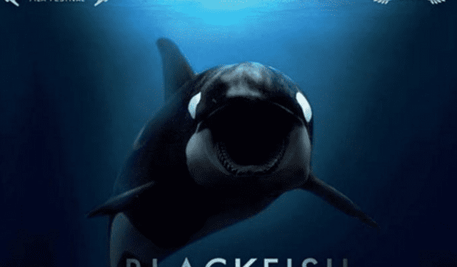 El documental "Blackfish" relata el caso del asesinato de Dawn Brancheau. Foto: Twitter/Alibarbiepro 