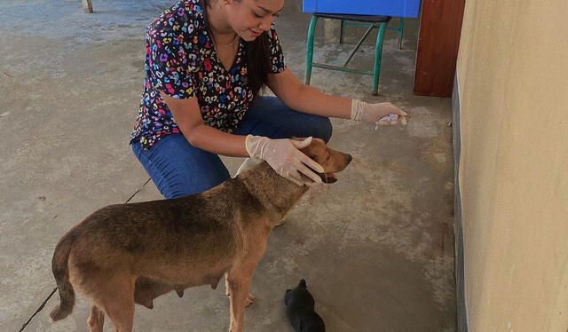 El personal médico colabora con el tratamiento de Roxy. Foto: La República   