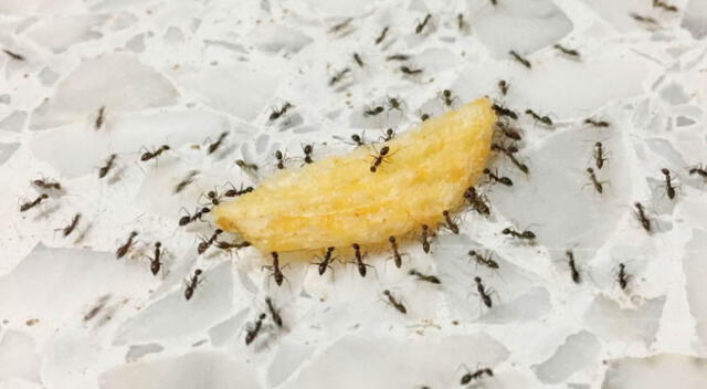 Las hormigas suelen alimentarse de alimentos en descomposición y esto ayuda al medio ambiente. Foto: Pinterest   