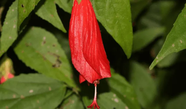 flor malvadiscus penduliflorus