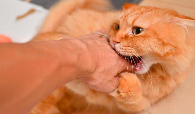 Las mordeduras de gatos deben ser tratadas adecuadamente. Foto: Freepik   