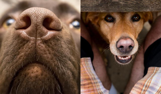 Aunque a algunos les resulte molesto, los perros no olfatean ciertas áreas con la intención de incomodar. 