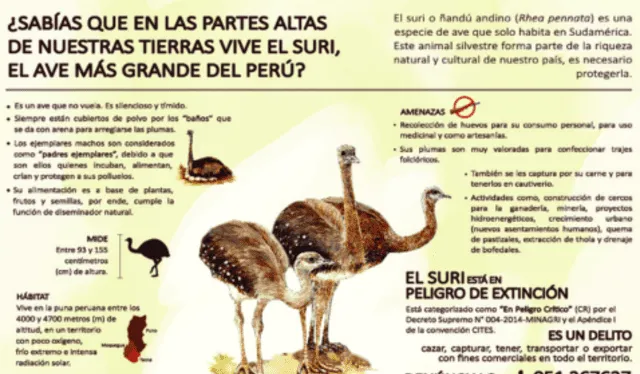 El ave suri se encuenra en las regiones de Tacna, Puno y Moquegua. 