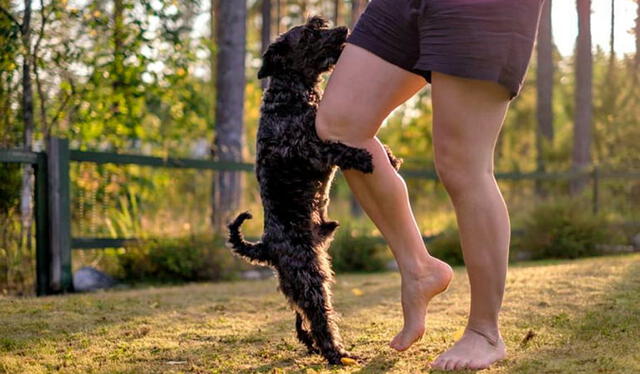  Los perros suelen montar las piernas de sus dueños para exigir atención.