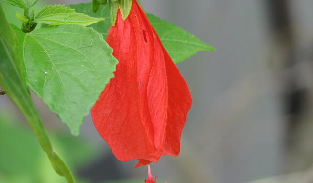 flor malvaviscus penduliflorus