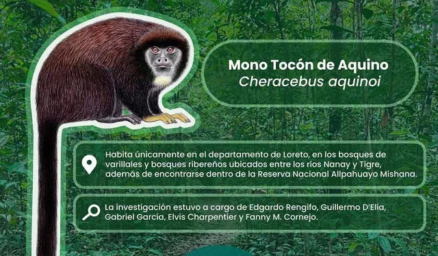 Fanny M. Cornejo presentó una nueva especie de primate en Perú, el Mono Tocón de Aquino. Foto: Instagram @primatologa   