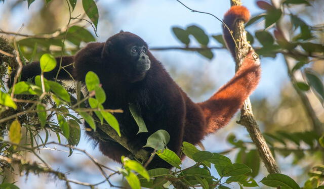  El enigmático mono choro cola amarilla está en peligro de extinción debido a la destrucción del 80% de su hábitat. Foto: La Repúbluca    