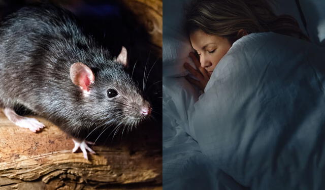 Soñar con ratas. Foto: composición LR/ INSA des/Semana   
