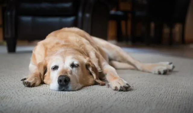  Los perros pueden ingerir su propia regurgitación porque aún conserva el sabor de la comida. Foto: Experto Animal 