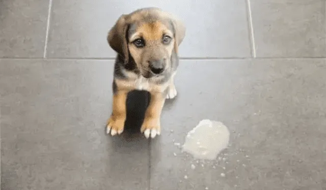  Los cachorros tienden a comerse su propia regurgitación. Foto: Myanimalcar   