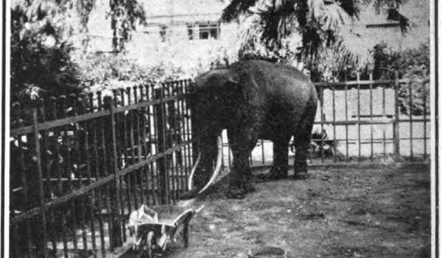  El elefante Charles en su corraliza del Parque de la Exposición. Foto: archivo de Variedades    