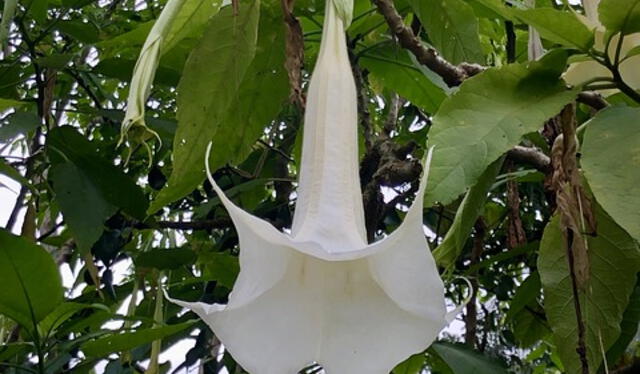  La brugmansia es comúnmente conocida como floripondio. 
