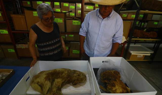  La doctora Sonia Guillén y el arqueólogo Gerardo Carpio con 2 de las 80 momias de perros chiribaya. Foto: archivo LR   