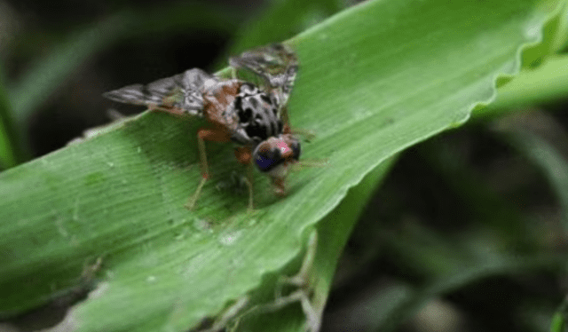  Las moscas grandes representan los problemas que nos aquejan. Foto: AFP   