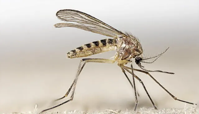  Los mosquitos suelen picar a las personas debido a que les atrae su olor corporal. Foto: Fundación io   