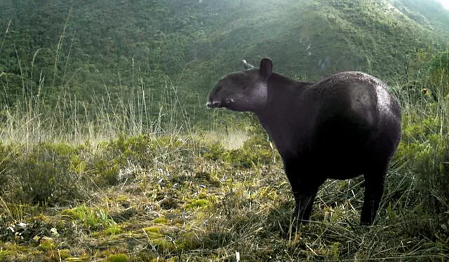 El tapir andino habita en Piura, pero se encuentra en peligro. Foto: NCI   