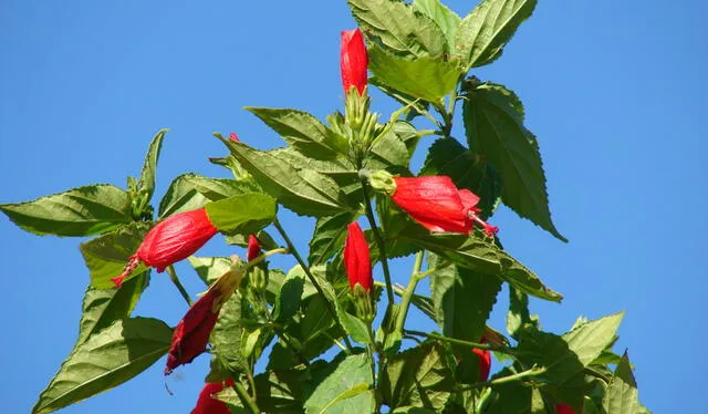 La Malvaviscus penduliflorus pertenece al reino plantae y al subreino tracheobionta. Foto: Cabi digital library    