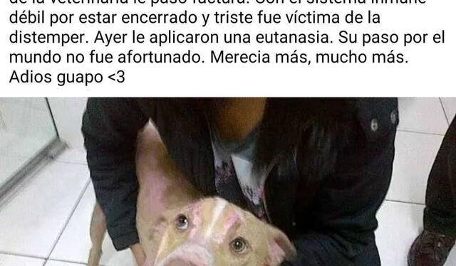 Gringo, el perro héroe del Rímac, tuvo un triste final. Foto: Heidi Paiva/Facebook    