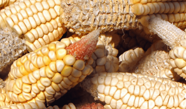 Qué significa soñar con maíz? | Respuestas | La República