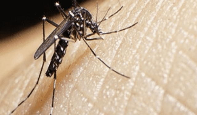  El dengue se contagia a través de la picadura del mosquito Aedes aegypti. Foto: Andina   