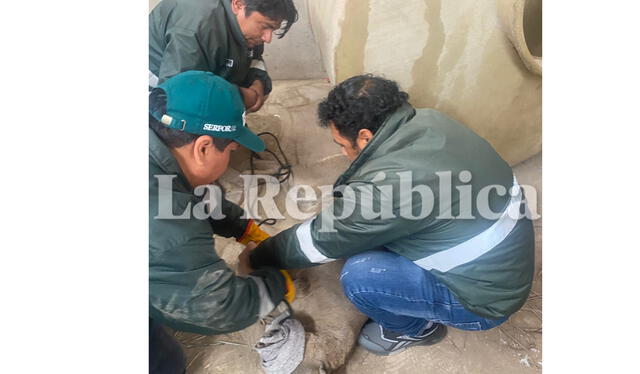  Captura de puma en Tacna. Foto: LR   