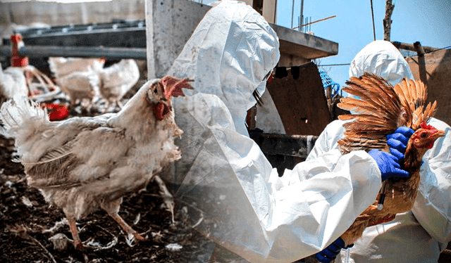 gripe aviar afectó pollos