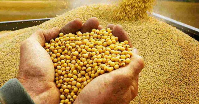 En enero de 2023, el volumen importado de torta de&nbsp;soya boliviana&nbsp;cayó en 64,4%. debido a bloqueos. Foto: agraria.pe   