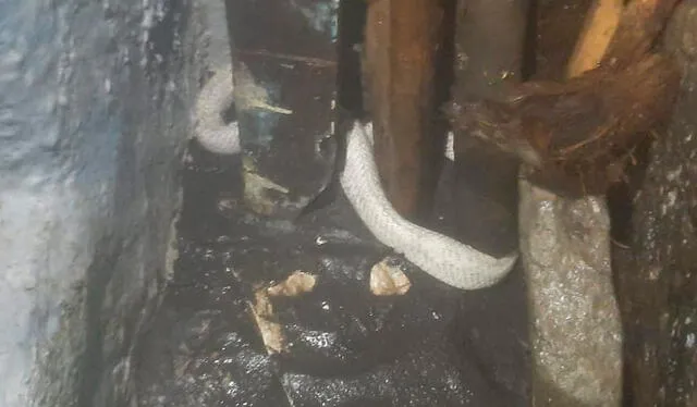  Cobra albina en las inmediaciones de una casa. Foto: WNCT    