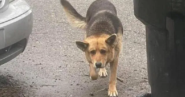 La perrita fue rescatada por una fundación de animales. Foto: Facebook/ Almost Home-NO KILL Rescue    