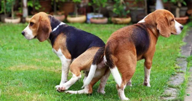 En vez de tratar de separar a los perros, es mejor evitar el apareamiento esterilizando a los canes. Foto: Experto Animal/referencial   