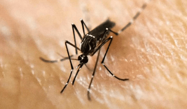  Los&nbsp;síntomas&nbsp;del dengue tardan en manifestarse entre cuatro a siete días tras la picadura. Foto: AFP   