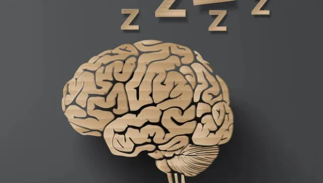 En estos casos, el cerebro inhabilita las neuronas motoras durante el sueño por seguridad. Foto: Adobe Stock   