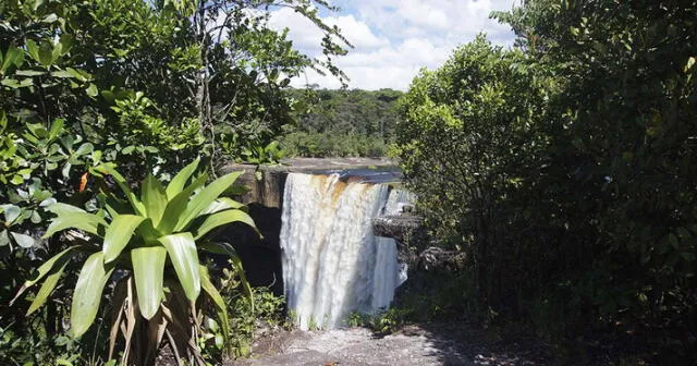  Surinam está rodeado por un 80% de selva tropical. Foto: AFP   