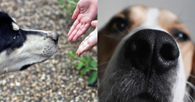 Con su olfato los perros son capaces de identificar ciertas actividades. Foto: composición LR/Telemundo/The Objective   