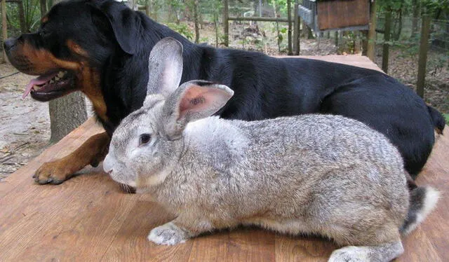 Estos conejos pueden llegar a medir cerca de un metro de longitud. Foto: Experto animal   
