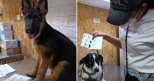 La posta veterinaria Adopta una Mascota atienda a mascotas a costos sociales. Foto: composición LR/Facebook/Adopta una mascota   