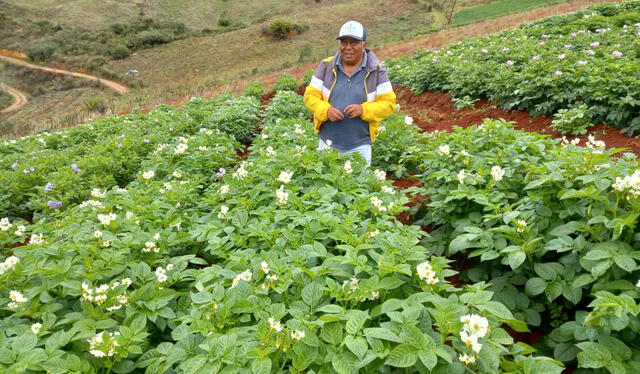  Campo semillero de papa amarilla.    