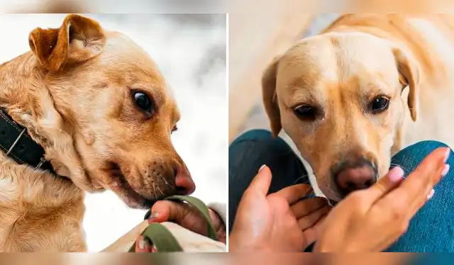  Los perros emplean principalmente el sentido del olfato para conocer el mundo. Foto: composición LR/65ymás/Guía Saludable   