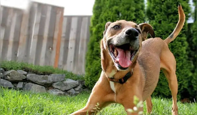  Los perros son animales muy emocionales. Foto: Soy un perro   