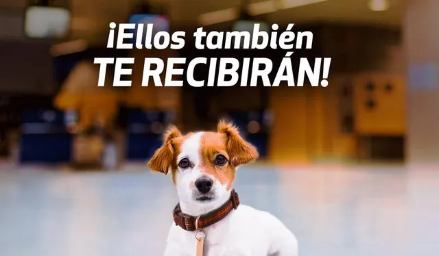  Las mascotas pueden transitar por la zona pública del aeropuerto, según aerolínea. Foto: LAP   