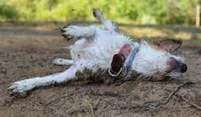 Mi perro se revuelca en la cama hot sale