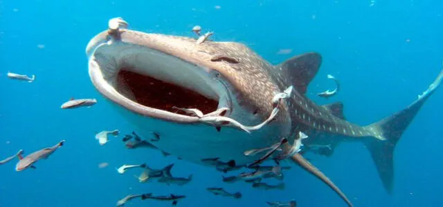  Los tiburones ballena comen plancton y otros peces más pequeños, además de distintos organismos marinos diminutos. Foto: anipedia   